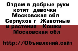 Отдам в добрые руки котят (девочки) - Московская обл., Серпухов г. Животные и растения » Кошки   . Московская обл.